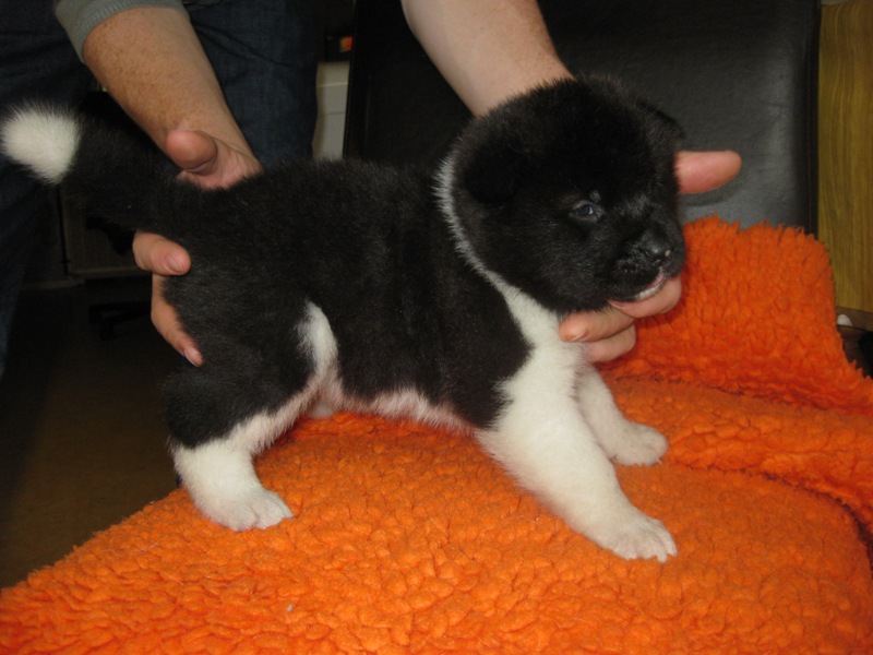 Puppies
